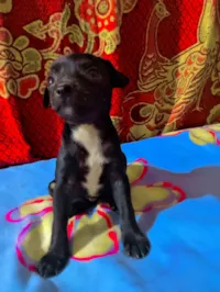 Cachorro raça SRD-ViraLata idade Abaixo de 2 meses nome Mickey