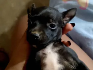 Cachorro raça SRD-ViraLata idade Abaixo de 2 meses nome Mickey