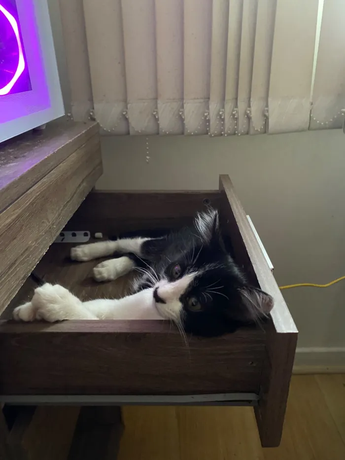 Gato raça SRD-ViraLata idade 2 a 6 meses nome Loki 