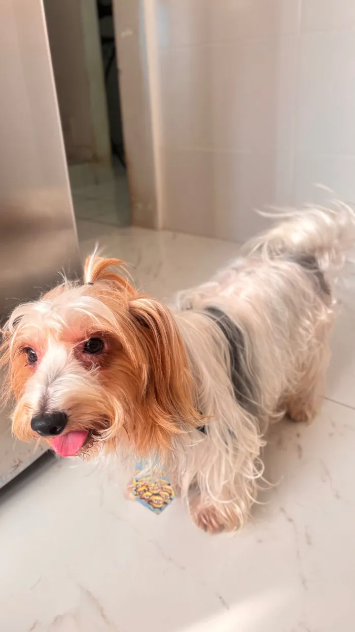 Cachorro raça Yorkshire idade 2 anos nome Ragnar