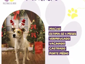 Cachorro raça SRD-ViraLata idade 2 a 6 meses nome Panthero