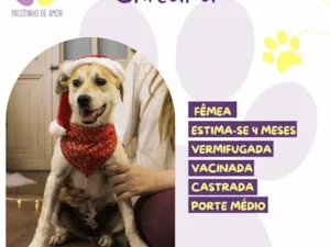 Cachorro raça SRD-ViraLata idade 2 a 6 meses nome Chitara