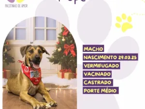 Cachorro raça SRD-ViraLata idade 7 a 11 meses nome Pope