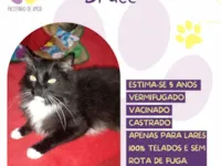 Gato raça SRD-ViraLata idade 5 anos nome Bruce 
