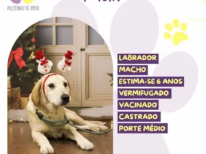 Cachorro raça Labrador idade 6 ou mais anos nome Max