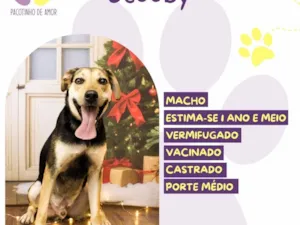 Cachorro raça SRD-ViraLata idade 1 ano nome Scooby