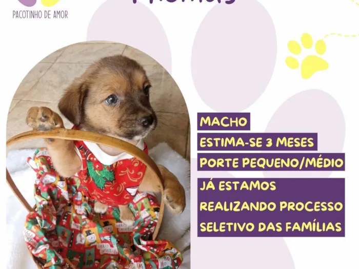 Cachorro raça SRD-ViraLata idade 2 a 6 meses nome Thomas