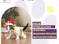 Gato raça SRD-ViraLata idade Abaixo de 2 meses nome Dustin 