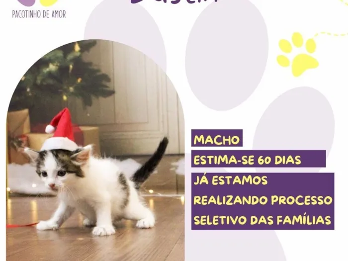 Gato raça SRD-ViraLata idade Abaixo de 2 meses nome Dustin 
