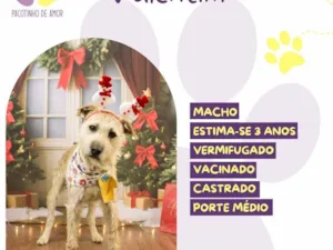Cachorro raça SRD-ViraLata idade 3 anos nome Valentim