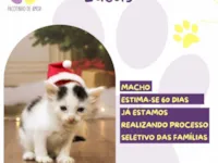 Cachorro raça SRD-ViraLata idade Abaixo de 2 meses nome Lucas 