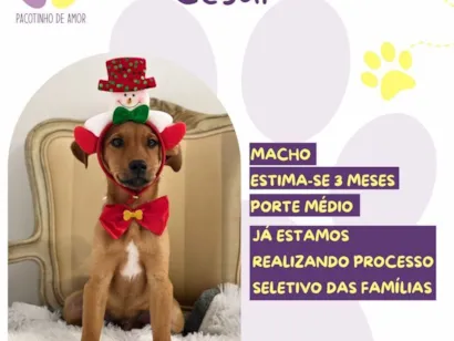 Cachorro raça SRD-ViraLata idade 2 a 6 meses nome Cesar 