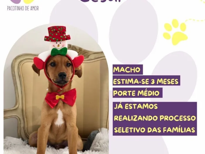 Cachorro raça SRD-ViraLata idade 2 a 6 meses nome Cesar 