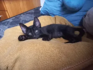 Gato raça SRD-ViraLata idade 2 a 6 meses nome Salém 