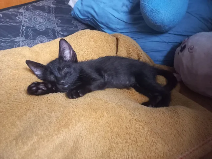 Gato raça SRD-ViraLata idade 2 a 6 meses nome Salém 