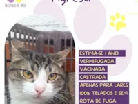 Gato raça SRD-ViraLata idade 1 ano nome Tigresa