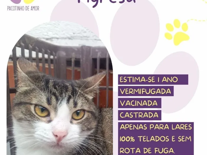 Gato raça SRD-ViraLata idade 1 ano nome Tigresa