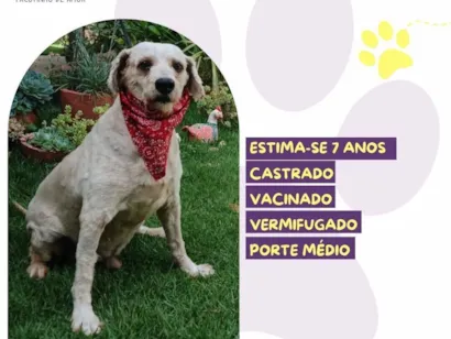 Cachorro raça SRD-ViraLata idade 6 ou mais anos nome Popeye