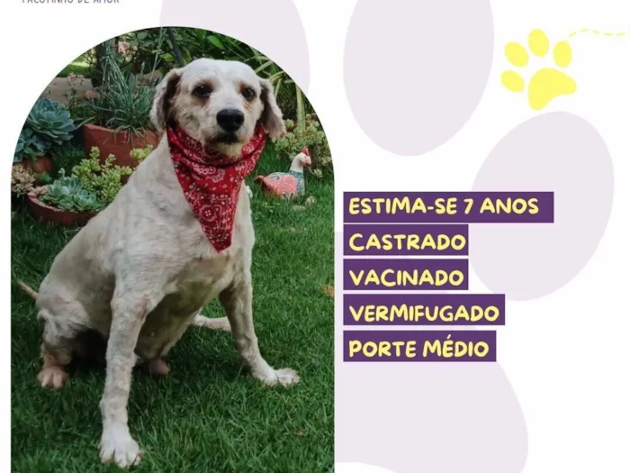 Cachorro raça SRD-ViraLata idade 6 ou mais anos nome Popeye