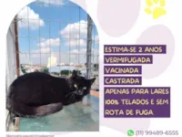 Cachorro raça SRD-ViraLata idade 2 anos nome Selina 