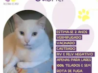Gato raça SRD-ViraLata idade 2 anos nome Gabriel 