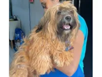 Cachorro raça Shitzu idade 7 a 11 meses nome Sem nome