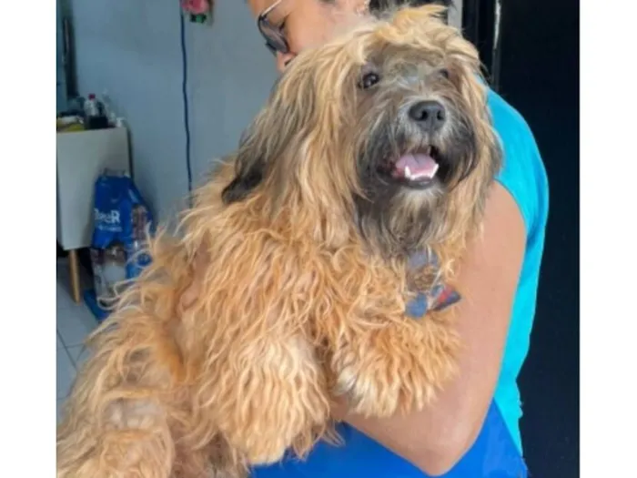 Cachorro raça Shitzu idade 7 a 11 meses nome Sem nome