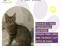 Gato raça SRD-ViraLata idade 7 a 11 meses nome Hortelã