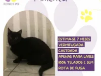 Gato raça SRD-ViraLata idade 7 a 11 meses nome Pimenta 