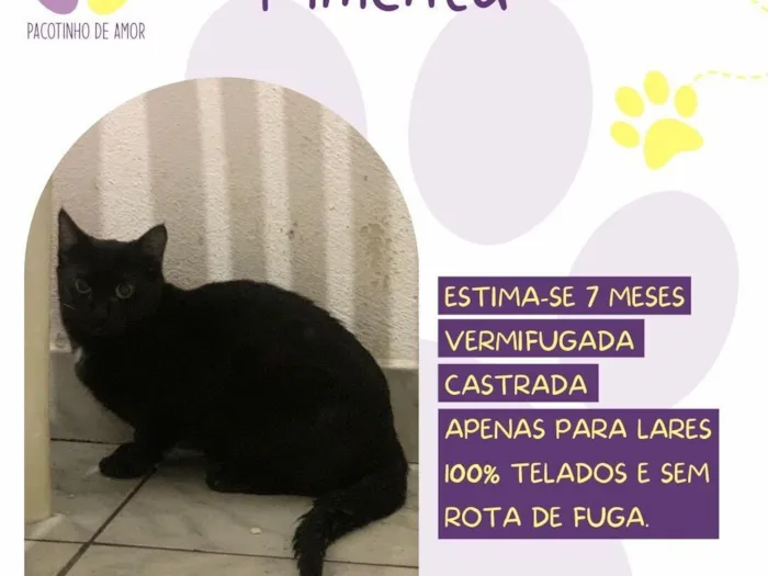 Gato raça SRD-ViraLata idade 7 a 11 meses nome Pimenta 