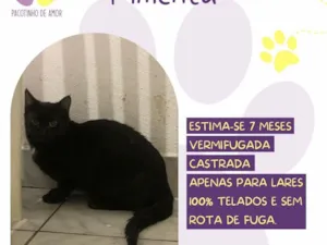 Gato raça SRD-ViraLata idade 7 a 11 meses nome Pimenta 