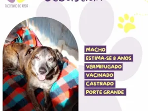 Cachorro raça SRD-ViraLata idade 6 ou mais anos nome Sebastian