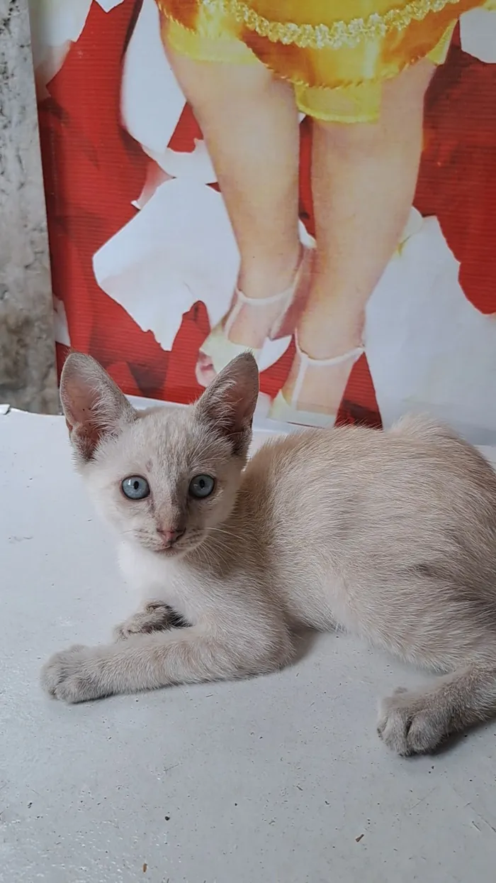 Gato raça SRD-ViraLata idade 2 a 6 meses nome Branquinha