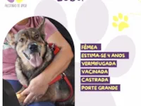 Cachorro raça SRD-ViraLata idade 4 anos nome Loba 