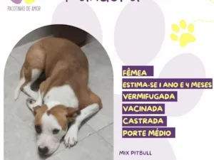 Cachorro raça SRD-ViraLata idade 1 ano nome Pandora 