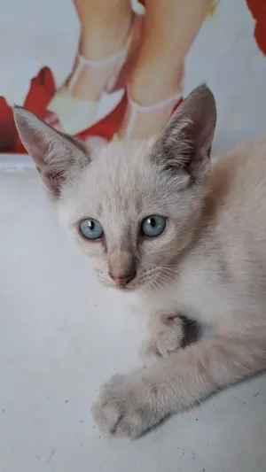 Gato raça SRD-ViraLata idade 2 a 6 meses nome Branquina 