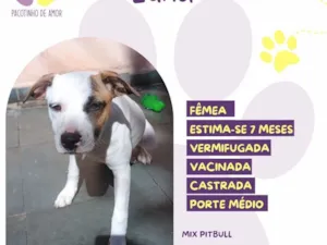 Cachorro raça SRD-ViraLata idade 7 a 11 meses nome Luna
