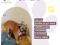 Cachorro raça SRD-ViraLata idade 6 ou mais anos nome Januário 