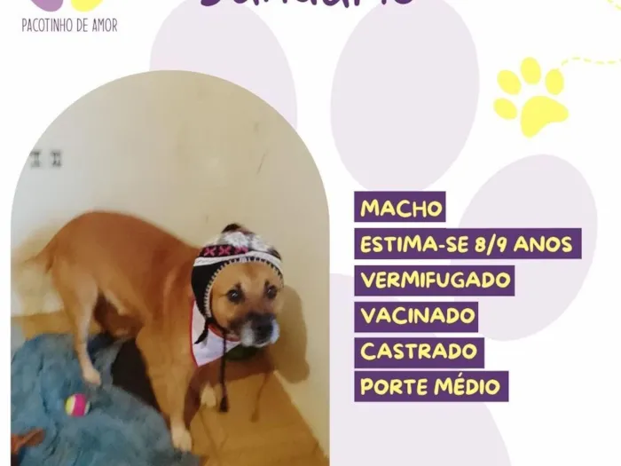 Cachorro raça SRD-ViraLata idade 6 ou mais anos nome Januário 