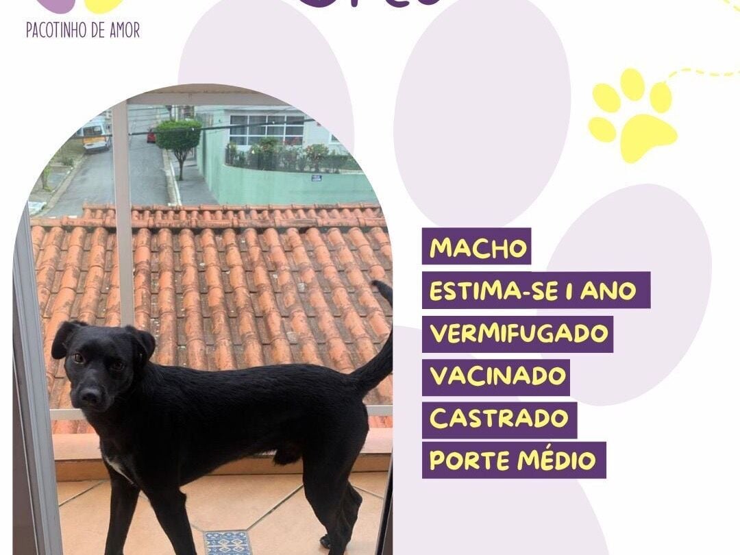 Cachorro raça SRD-ViraLata idade 1 ano nome Oreo