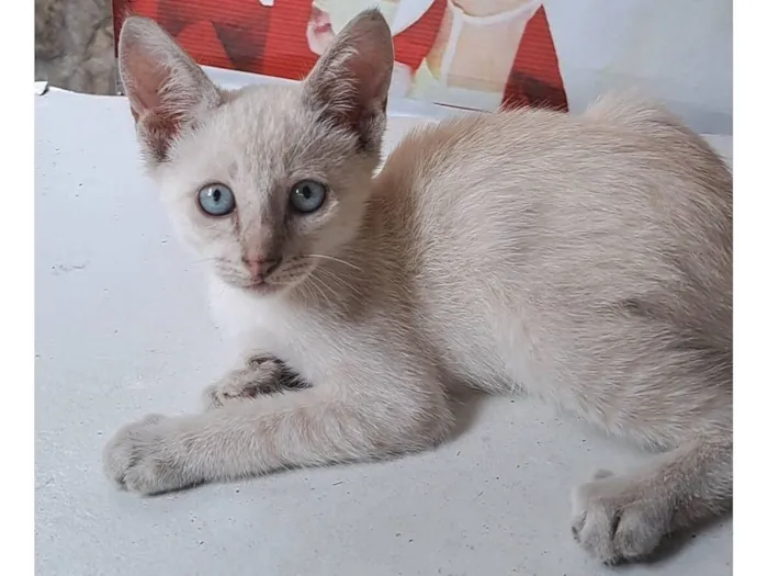 Gato raça SRD-ViraLata idade 2 a 6 meses nome Branquina 