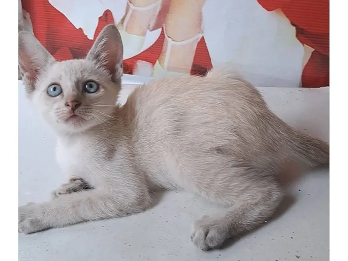 Gato raça SRD-ViraLata idade 2 a 6 meses nome Branquina 