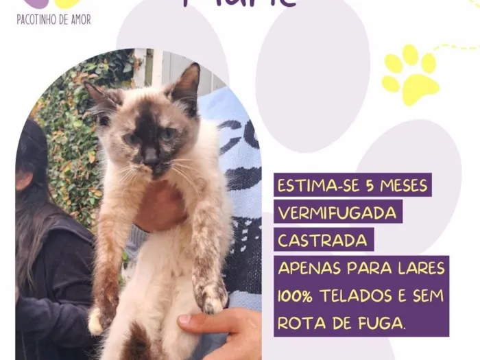 Gato raça SRD-ViraLata idade 2 a 6 meses nome Marie 