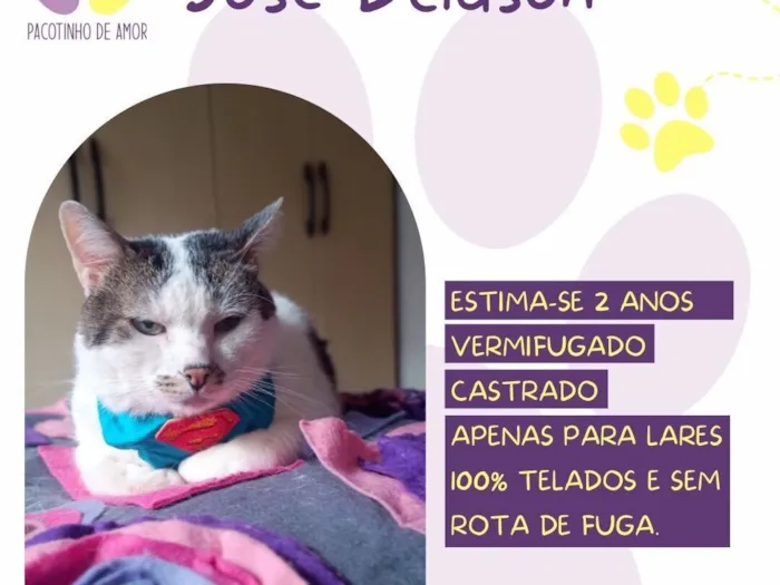 Cachorro raça SRD-ViraLata idade 2 anos nome José Deidson
