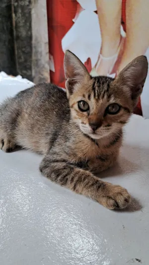 Gato raça SRD-ViraLata idade 2 a 6 meses nome Rajadinha