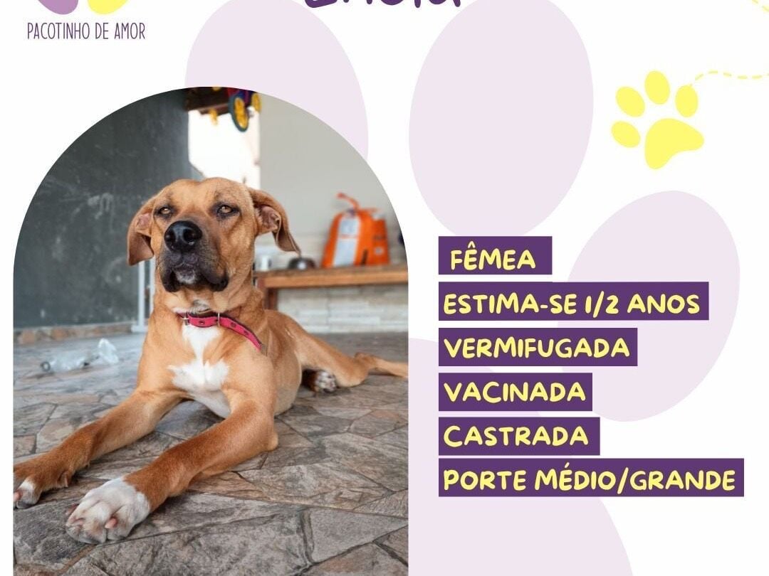 Cachorro raça SRD-ViraLata idade 2 anos nome Enola 