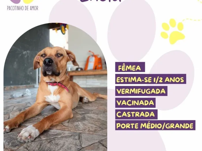Cachorro raça SRD-ViraLata idade 2 anos nome Enola 