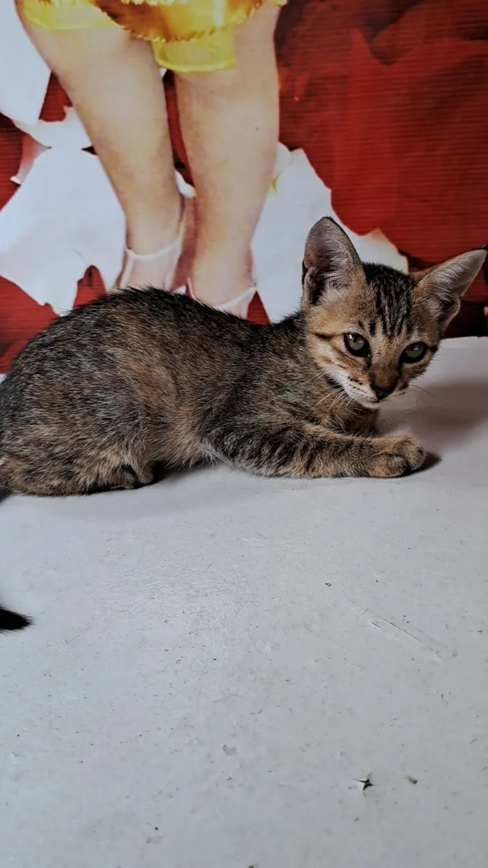 Gato raça SRD-ViraLata idade 2 a 6 meses nome Rajadinha