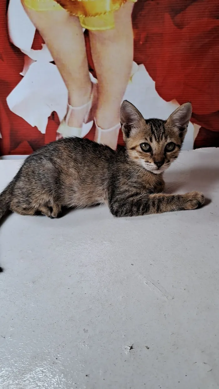 Gato raça SRD-ViraLata idade 2 a 6 meses nome Rajadinha