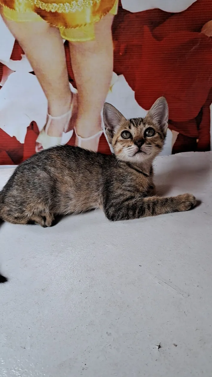 Gato raça SRD-ViraLata idade 2 a 6 meses nome Rajadinha